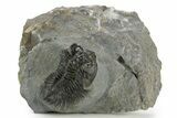 Bug-Eyed Coltraneia Trilobite Fossil - Ofaten, Morocco #381477-2